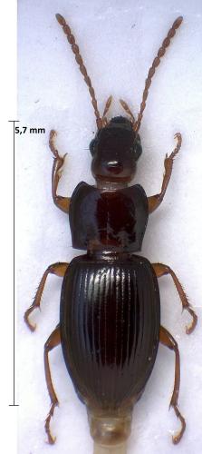 Pterostichus pumilio